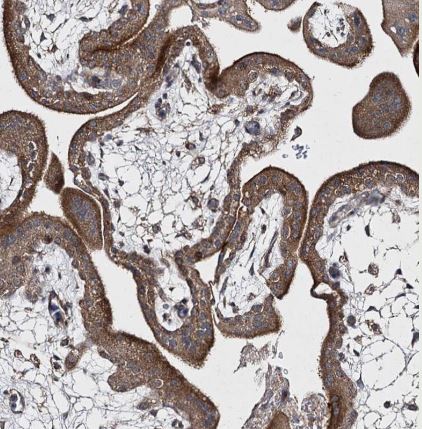 FANCL Antibody