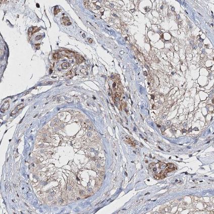 FANCL Antibody
