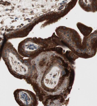TFPI Antibody