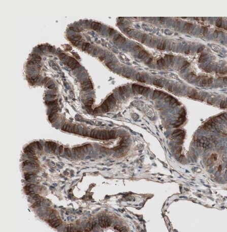 TFPI Antibody