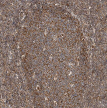 eIF3e Antibody