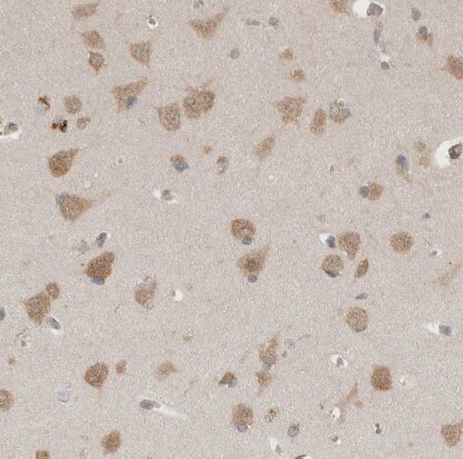 eIF3e Antibody