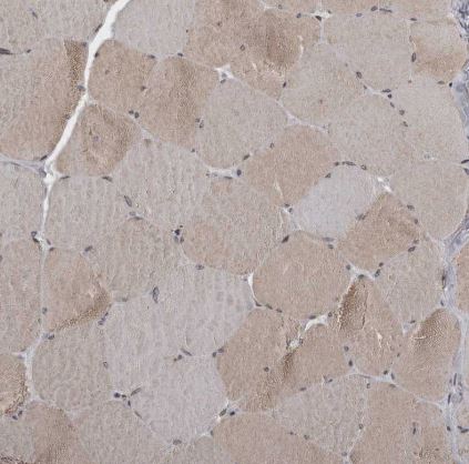 GCH1 Antibody