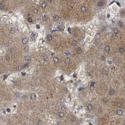 GCH1 Antibody
