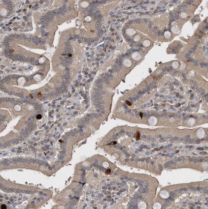 GCH1 Antibody