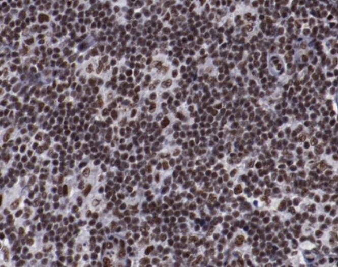 ERH Antibody - BSA Free