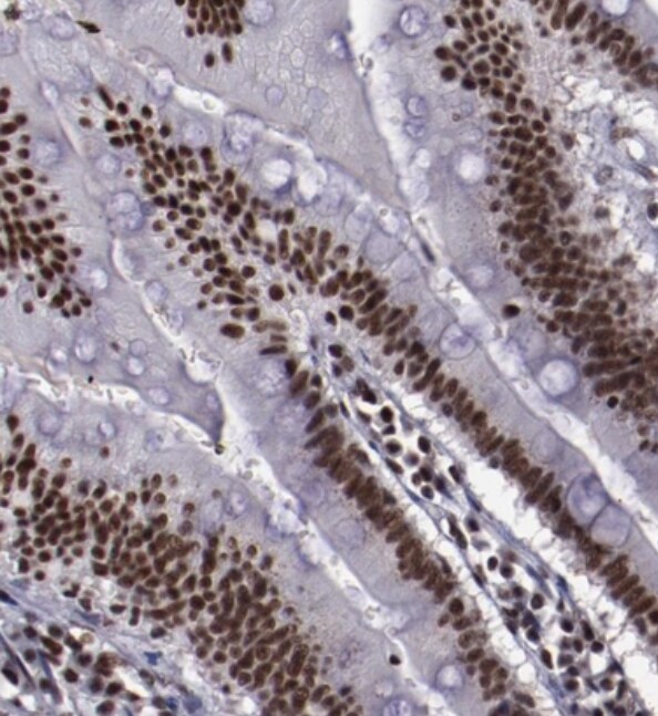 ERH Antibody - BSA Free