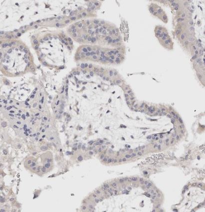 DNASE1 Antibody