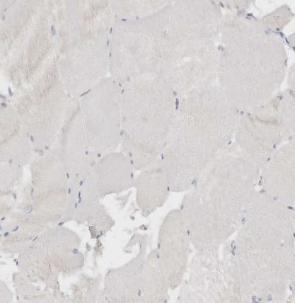 DNASE1 Antibody