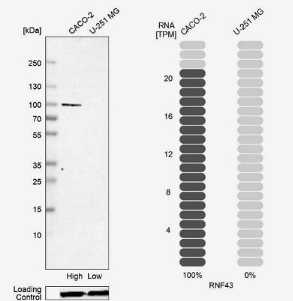 RNF43 Antibody - BSA Free