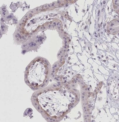 SLC39A10 Antibody