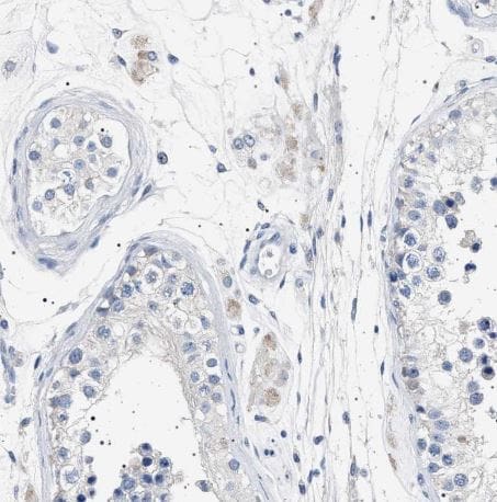 NAT9 Antibody