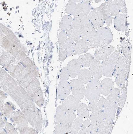 NAT9 Antibody