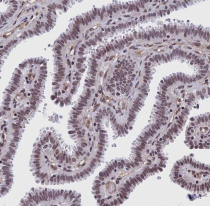 NIPBL Antibody