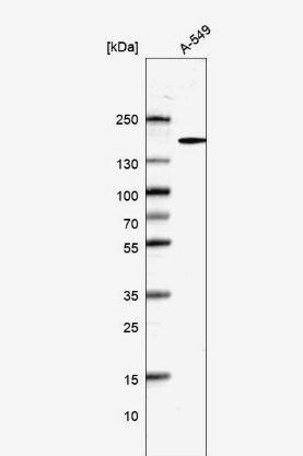DHX29 Antibody