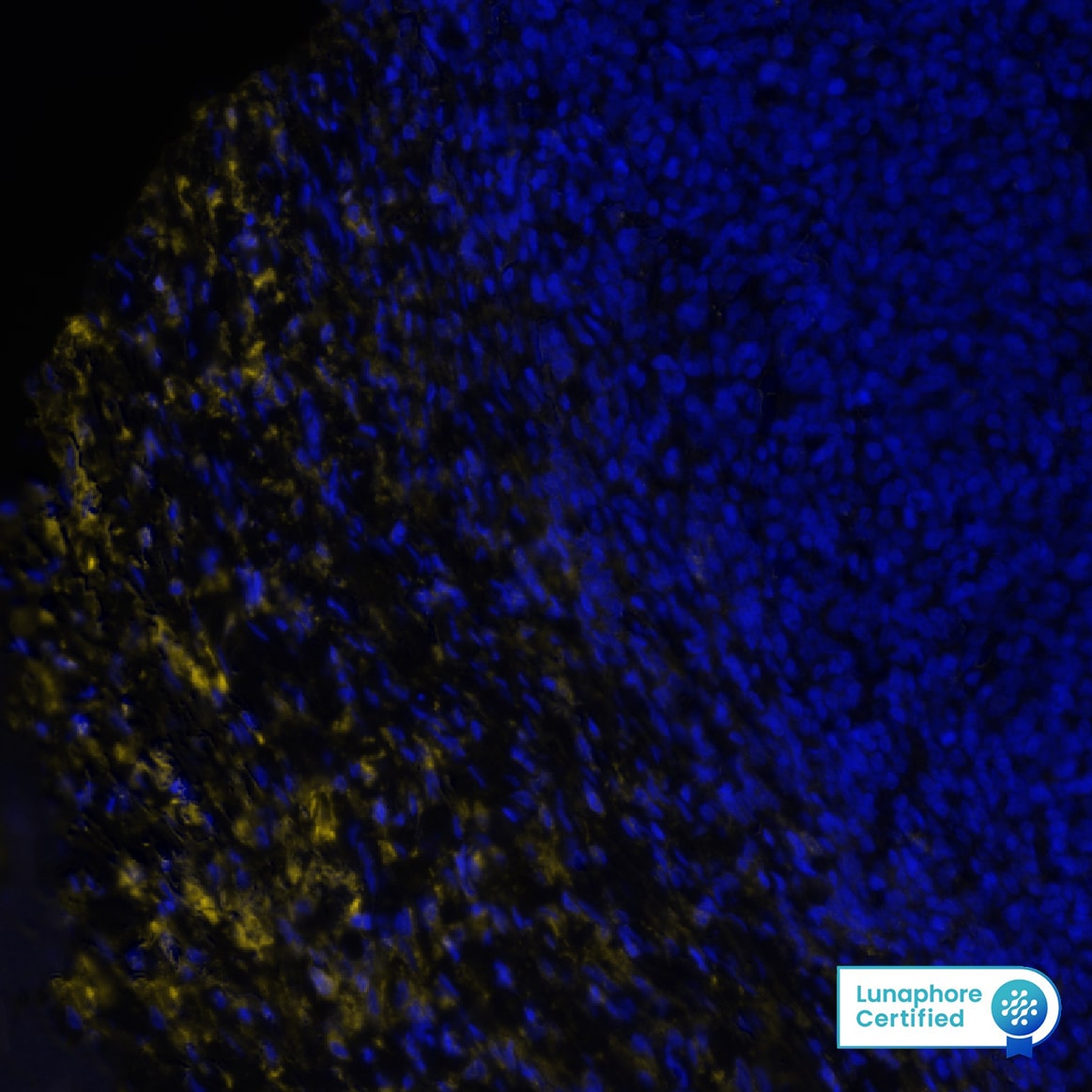 Versican Antibody - BSA Free