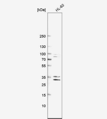 CEBP epsilon Antibody - BSA Free