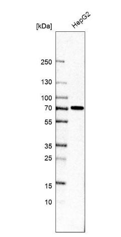 ATF2 Antibody