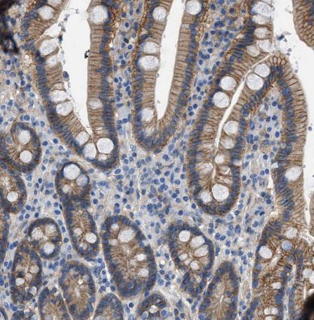 Orai1 Antibody