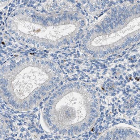 Orai1 Antibody