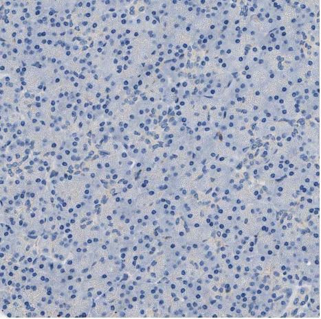 Orai1 Antibody