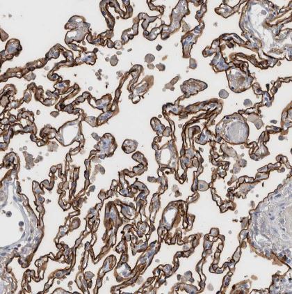 CD55/DAF Antibody
