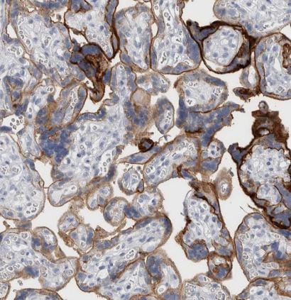 CD55/DAF Antibody