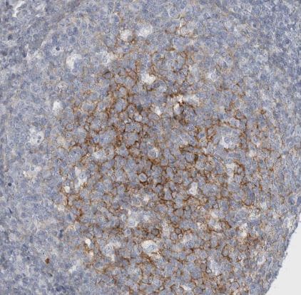 CD55/DAF Antibody
