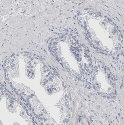 CD55/DAF Antibody
