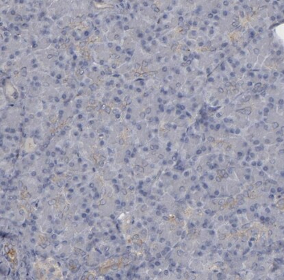 CD55/DAF Antibody