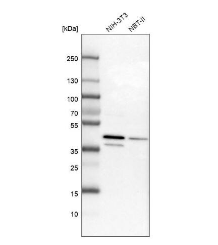 UBLCP1 Antibody