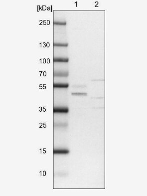 DPS Antibody - BSA Free