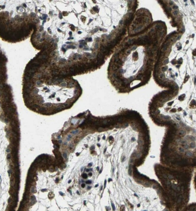 CTR2 Antibody - BSA Free