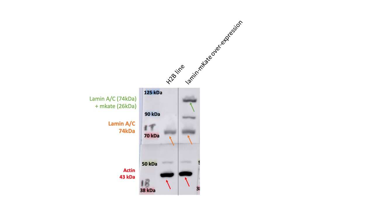 Lamin A + C Antibody