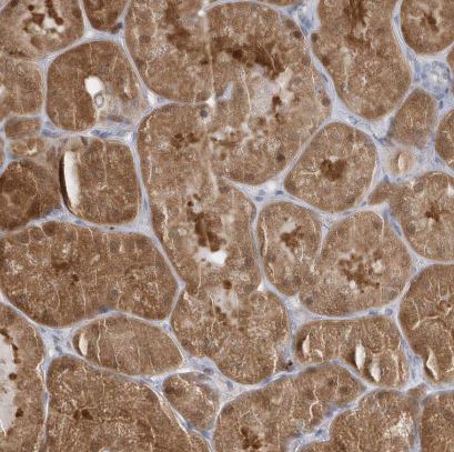 RNF7 Antibody