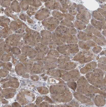 RNF7 Antibody