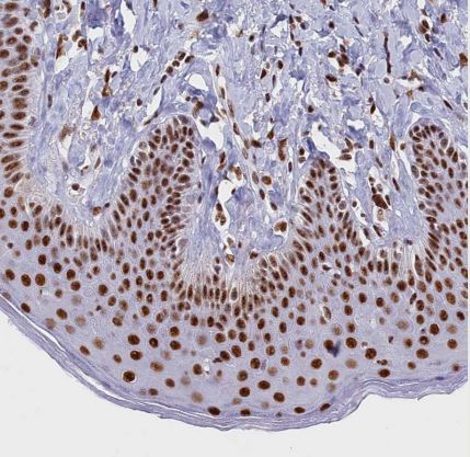 MOSPD3 Antibody