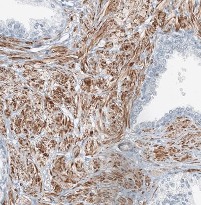 CD90/Thy1 Antibody