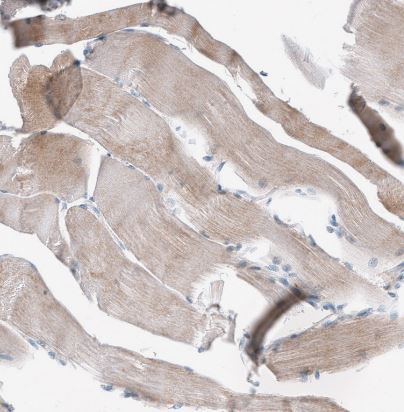 CD90/Thy1 Antibody