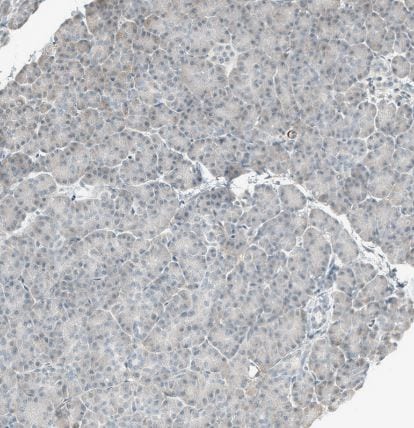 CD90/Thy1 Antibody