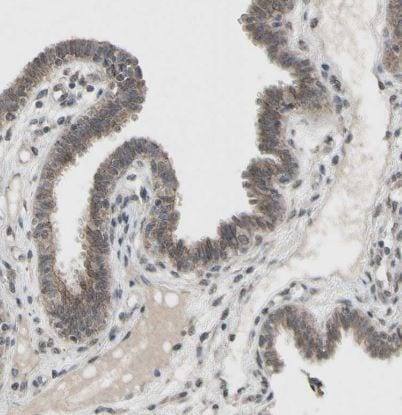CDCP1 Antibody
