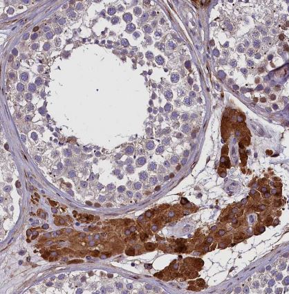Mrc2 Antibody