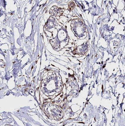 Mrc2 Antibody