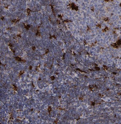 Cathepsin S Antibody