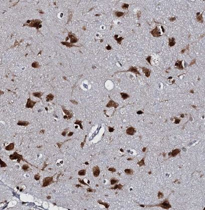 CMAS Antibody