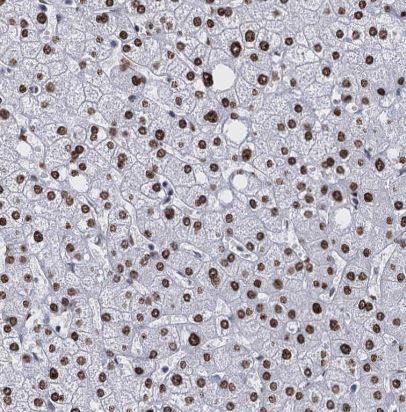 CMAS Antibody