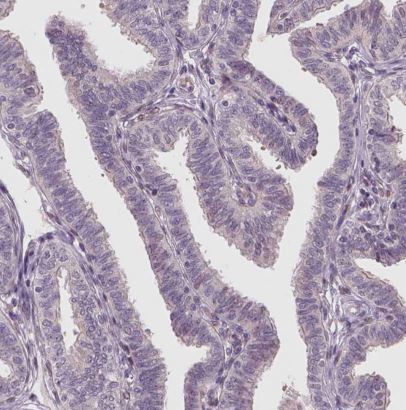 RNASE7 Antibody