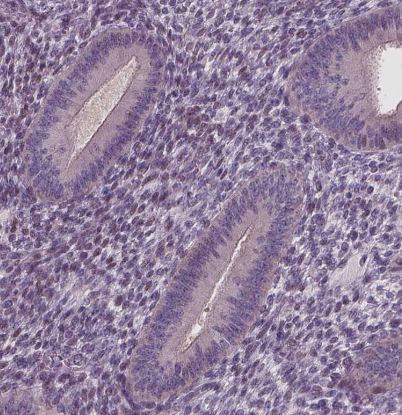 RNASE7 Antibody