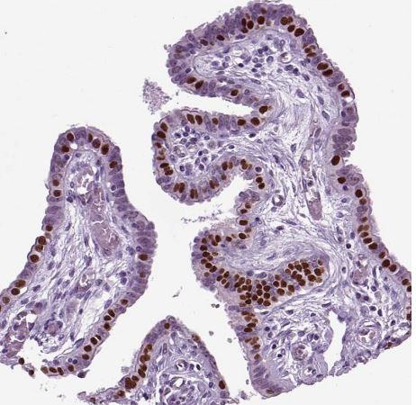 RFX3 Antibody