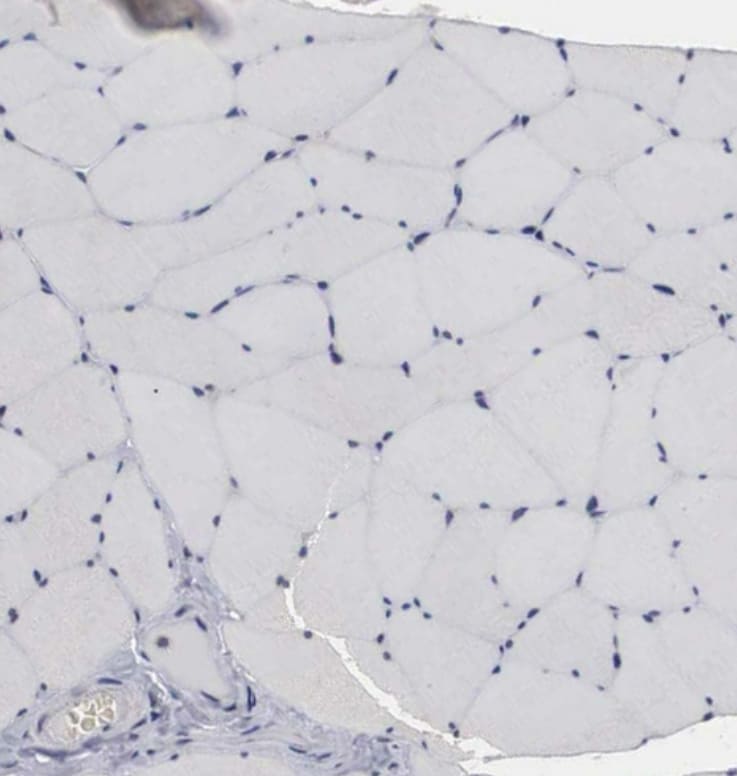 Otx2 Antibody - BSA Free